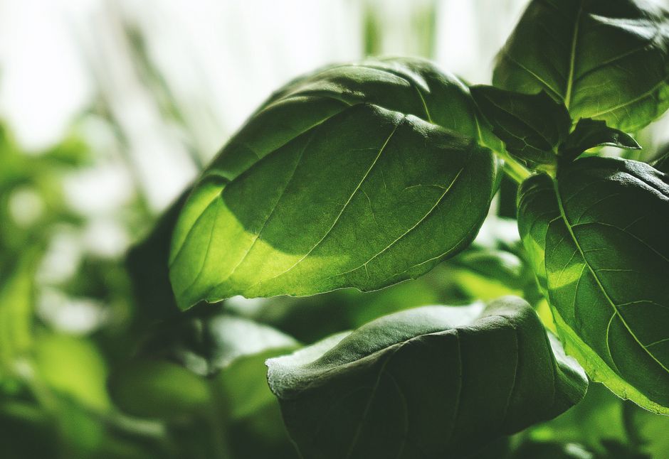 Hydration, Breath And The Overlooked Basics: A Beginner's Guide