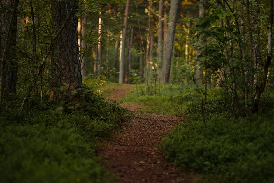 Living Well With Habits: How They Actually Form in Mind, Explained Simply