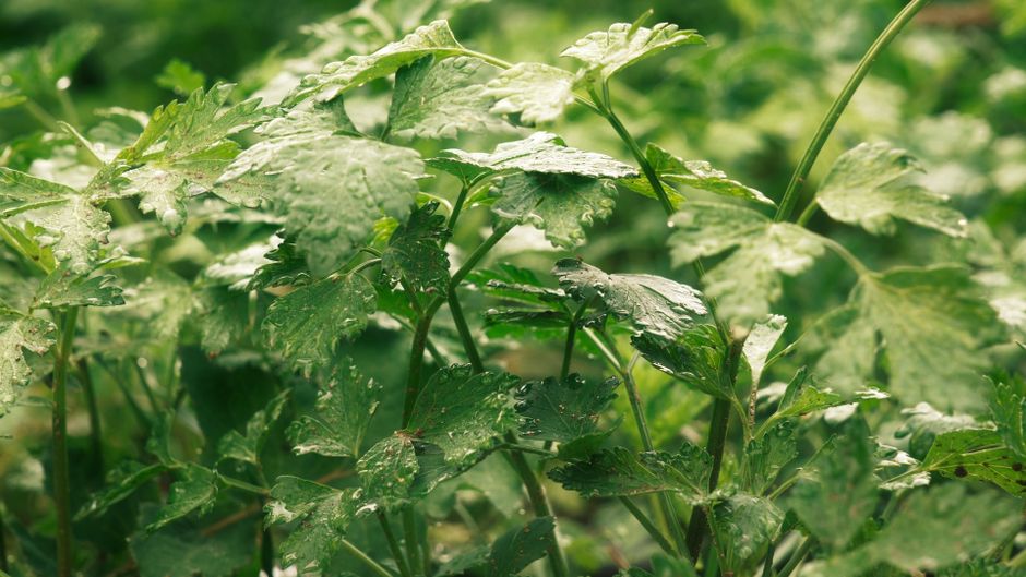 Living Well With Seasonal Changes And How The Body Responds in Mind, on a Normal Week