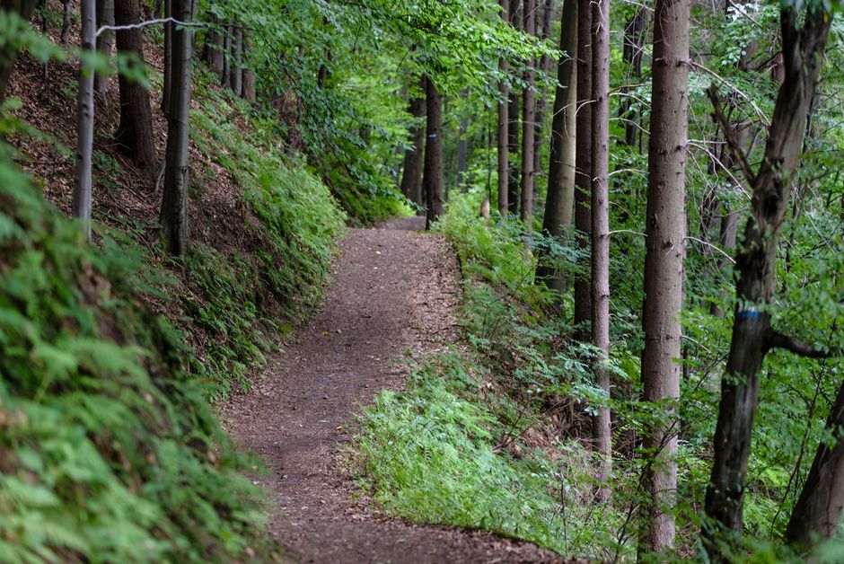 Rethinking Walking: The Most Underrated Exercise, on a Normal Week