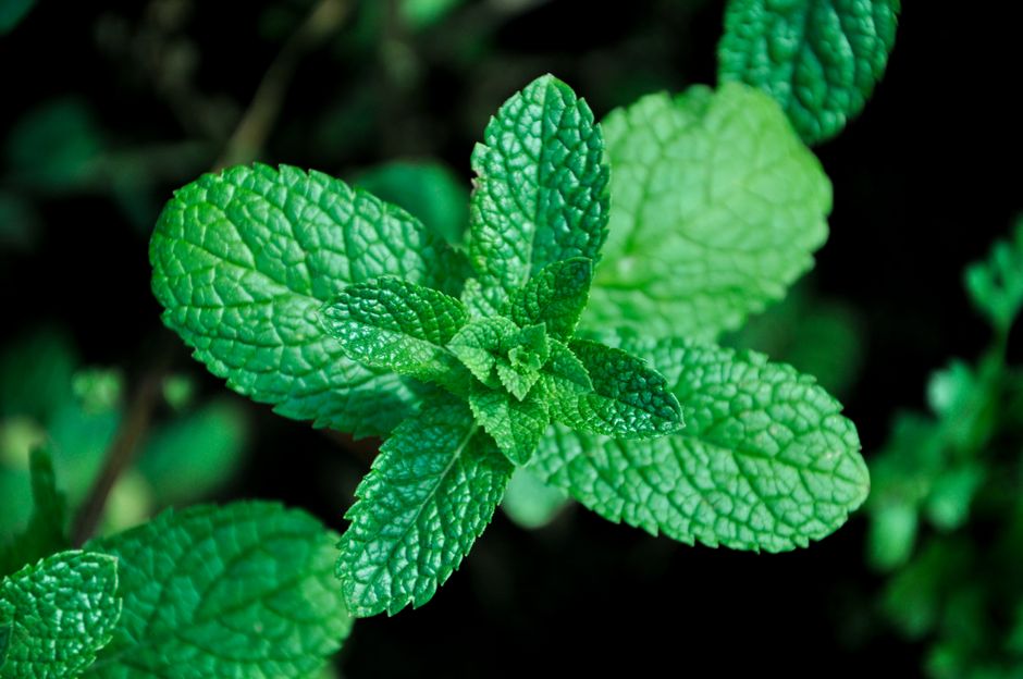 Small Wins With Herbs And Botanicals: A Cautious Look, One Step at a Time