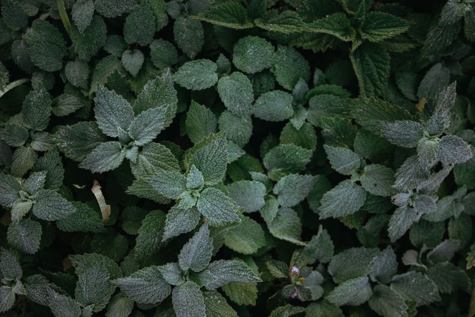 Where People Go Wrong With Herbs And Botanicals: A Cautious Look, Explained Simply